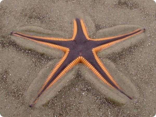 Королевская морская звезда (Pisaster ochraceus)