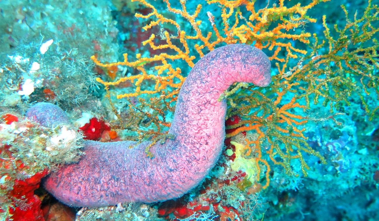 Необычные виды морских огурцов