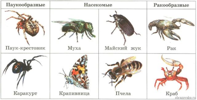 Основні групи членистоногих
