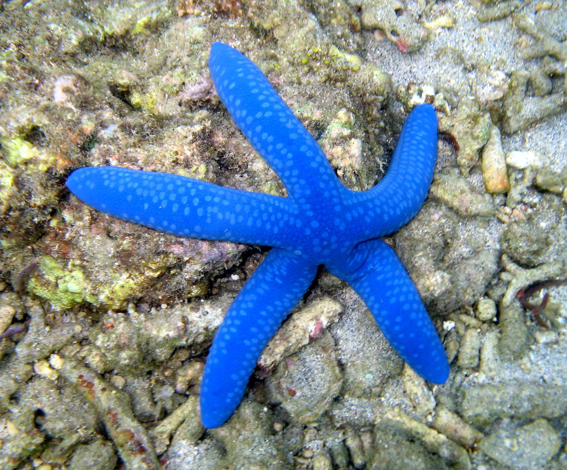 Синяя морская звезда (Linckia laevigata)