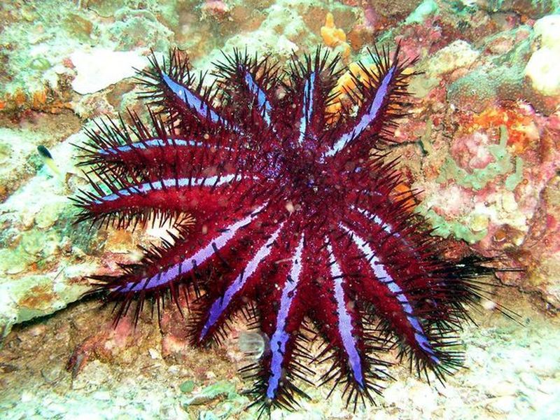Терновый венец (Acanthaster planci)