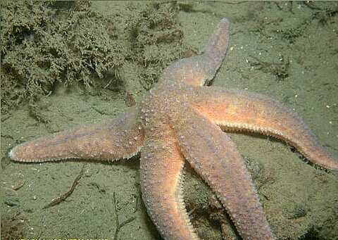 Зелёная морская звезда (Asterias rubens)